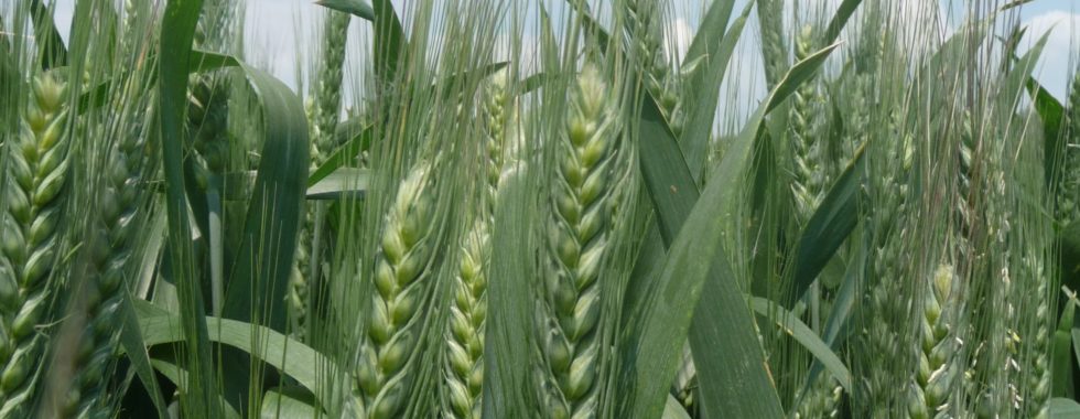 P1020384 Bellevue Carrier